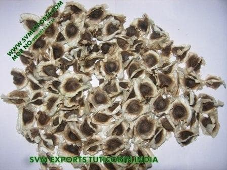 Organic Moringa Seed Exporters